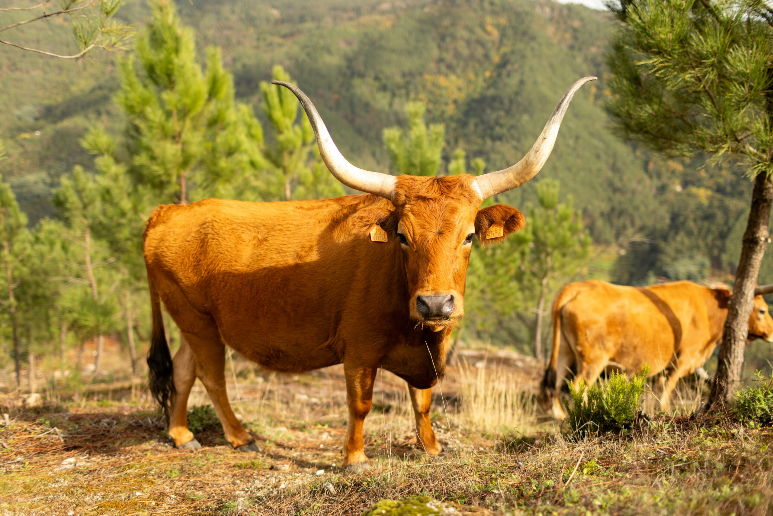 El rural en las políticas de transición ecológica
